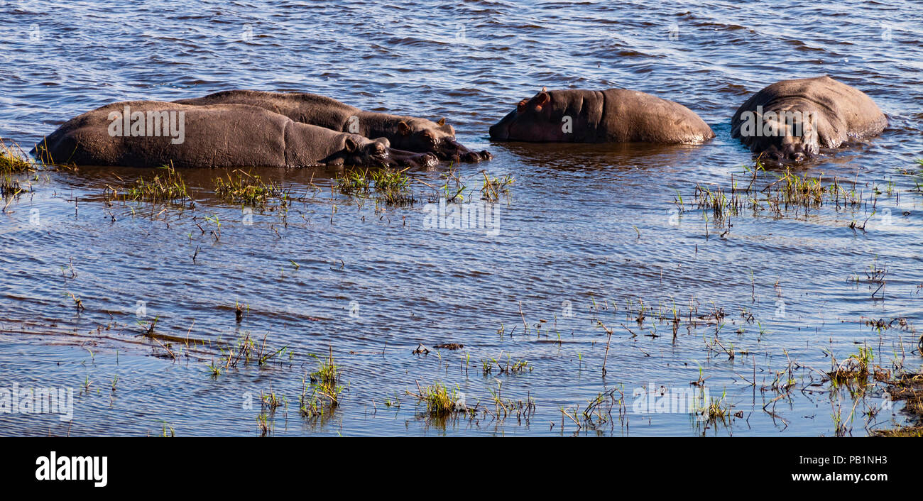 Ippopotami in Chobe Parco naturale in Botswana, Africa Foto Stock