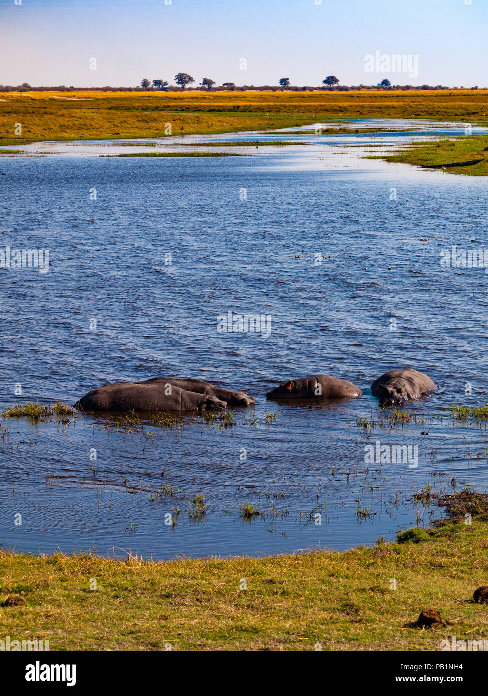 Ippopotami in Chobe Parco naturale in Botswana, Africa Foto Stock