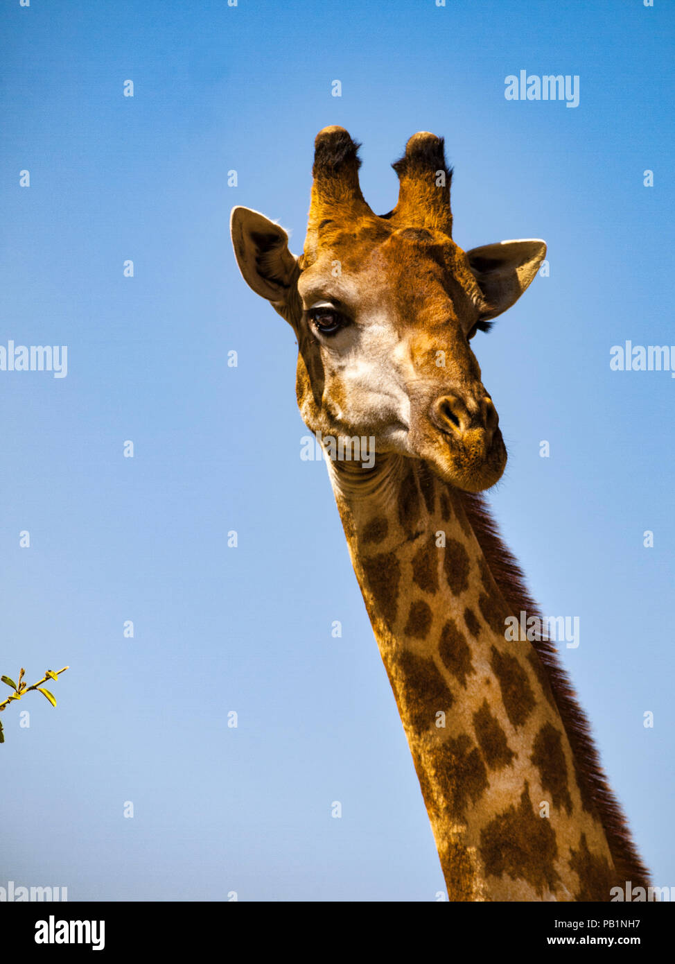 La giraffa di Chobe Parco naturale in Botswana, Africa Foto Stock