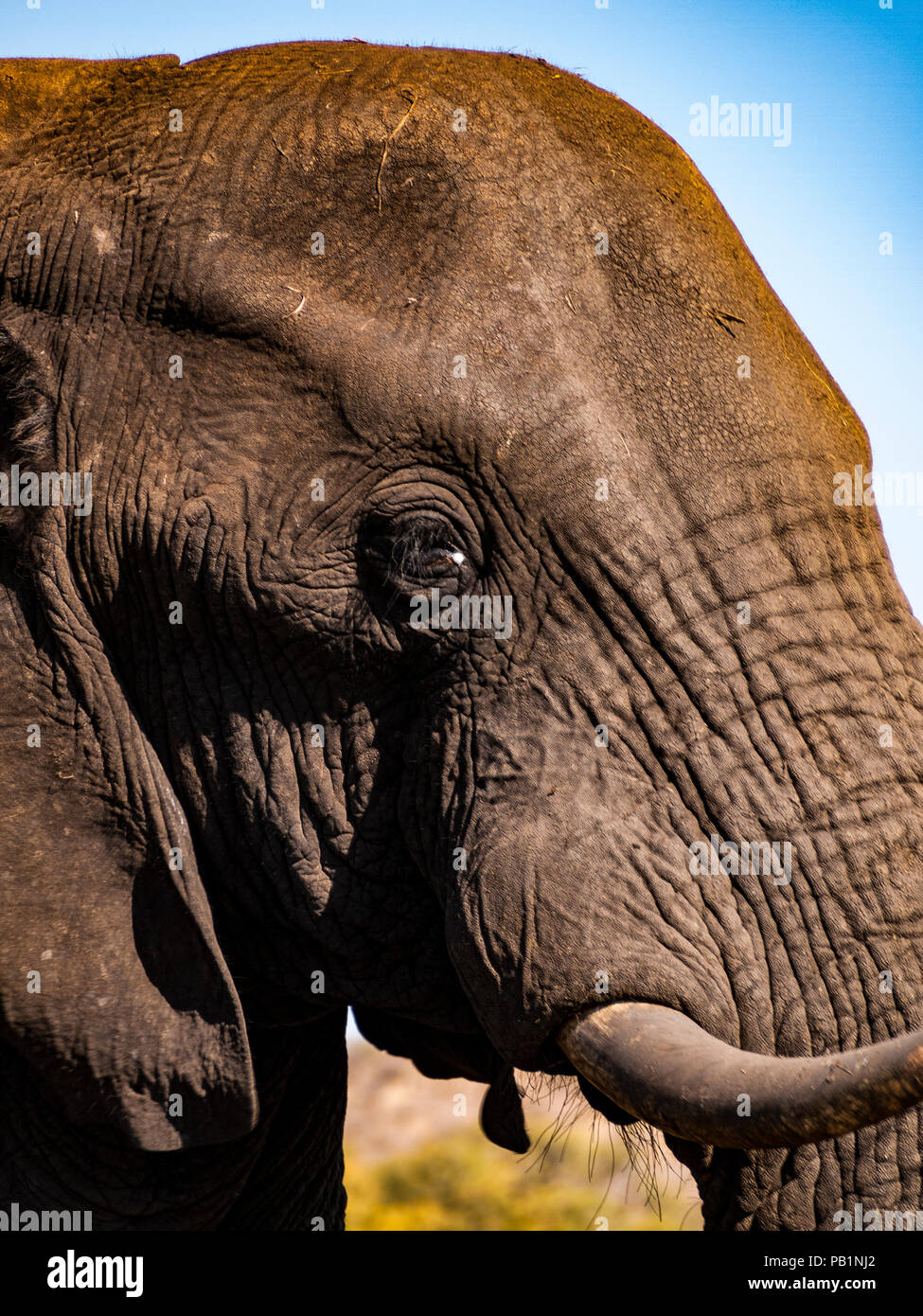 Elefante in Chobe National Park in Botswana, Africa Foto Stock