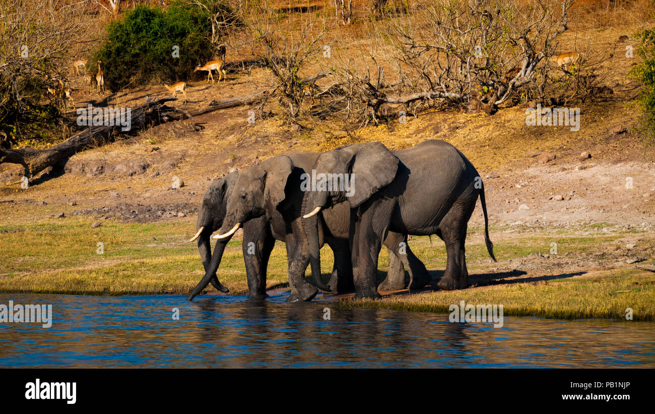 Elefante in Chobe National Park in Botswana, Africa Foto Stock