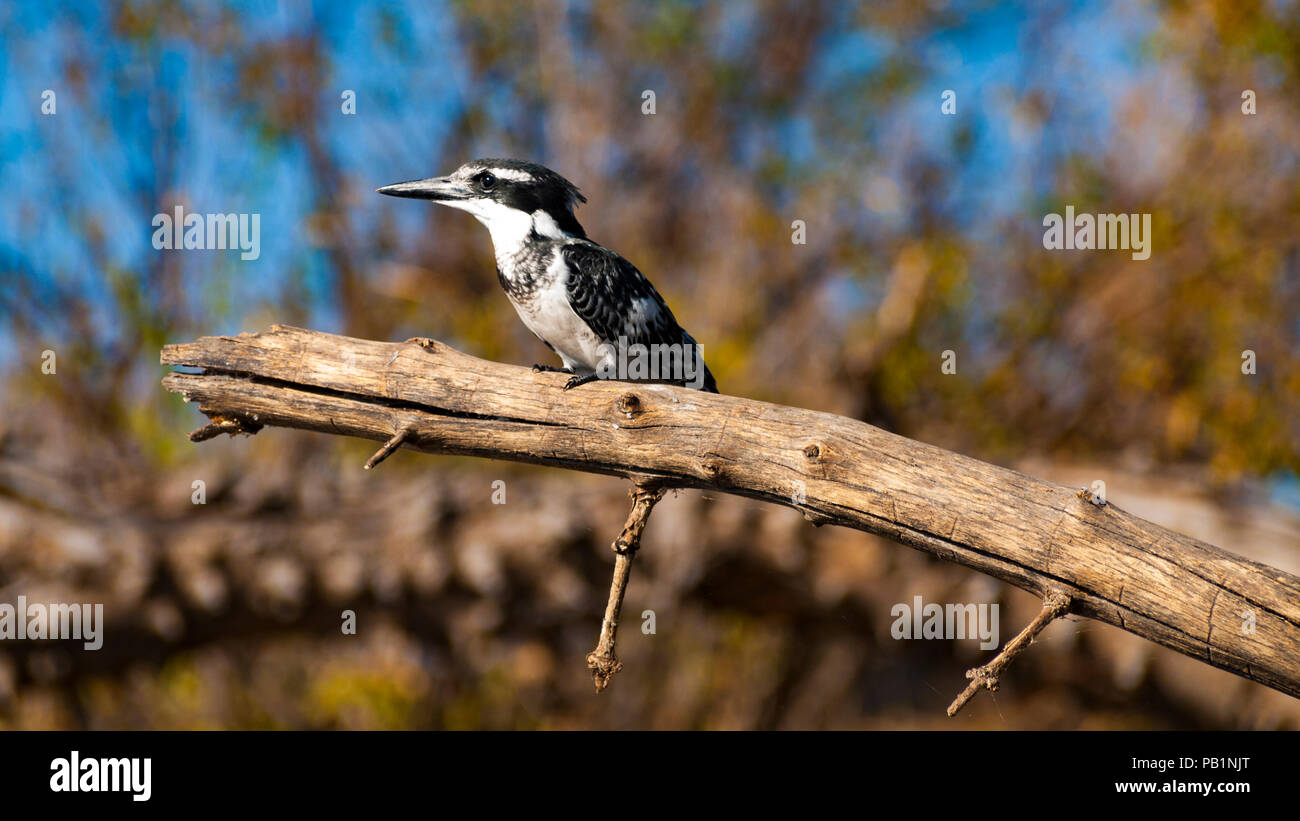 Pied kingfisher bird in Chobe Parco naturale in Botswana, Africa Foto Stock