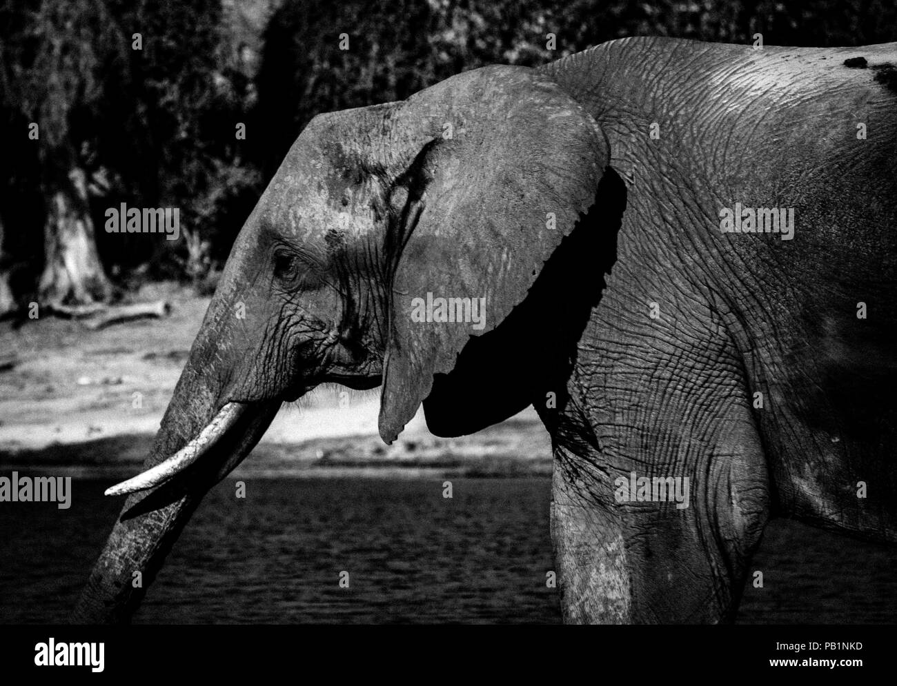 Elefante in Chobe National Park in Botswana, Africa Foto Stock