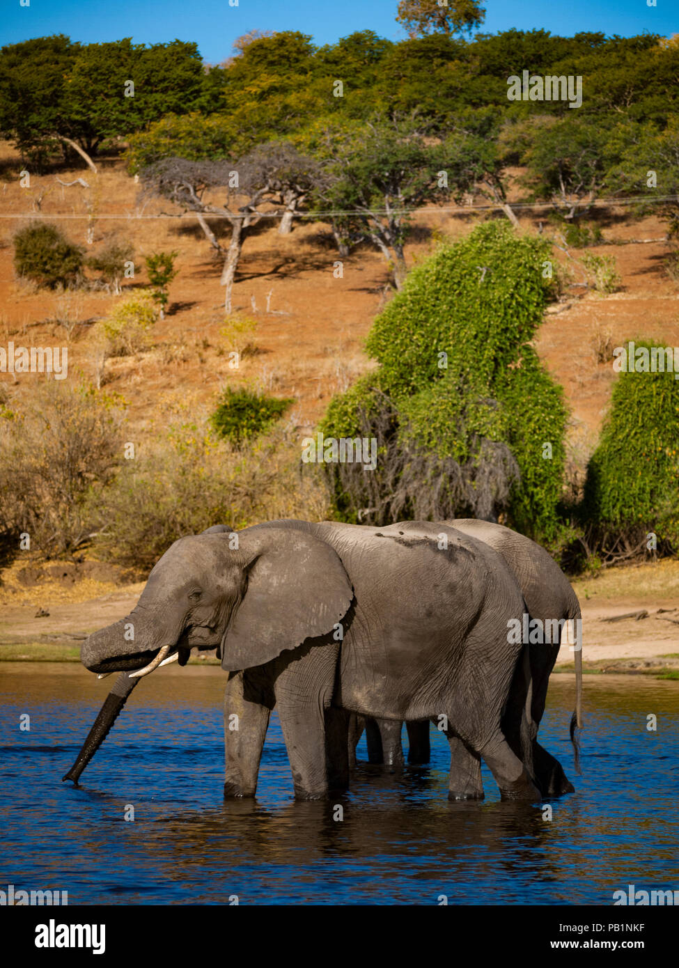 Elefante in Chobe National Park in Botswana, Africa Foto Stock