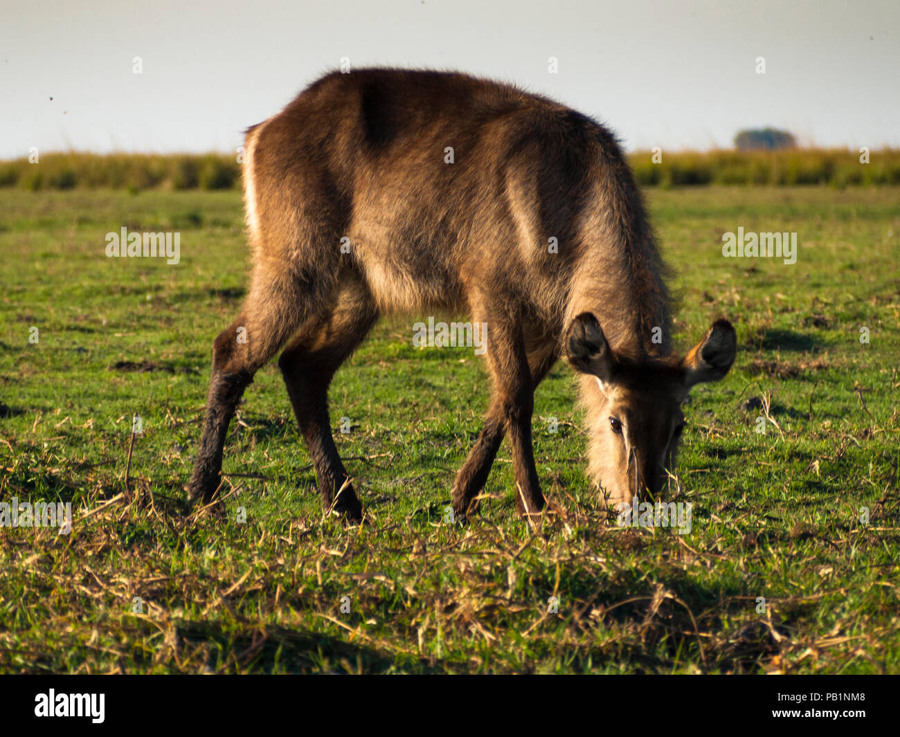 Antilope Waterbuck nel Chobe National Park in Botswana, Africa Foto Stock