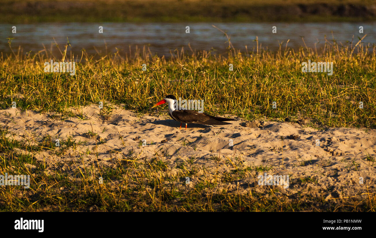 Skimmer Bird nel Chobe National Park in Botswana, Africa. Foto Stock