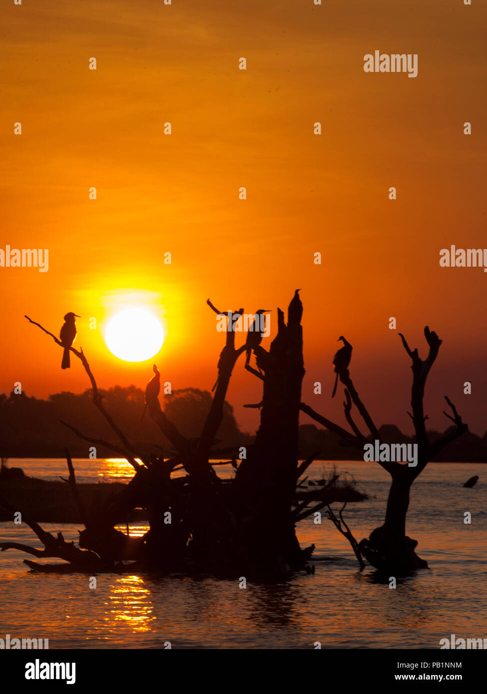 Tramonto al Chobe parco naturale, Botswana, Africa Foto Stock