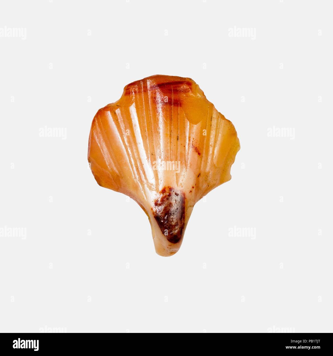 Amulet, shell. Dimensioni: H. 1,5 × W. 1.3 × D. 0,6 cm (9/16 × 1/2 × 1/4 in.). Data: ca. 2649-2100 A.C. Museo: Metropolitan Museum of Art di New York, Stati Uniti d'America. Foto Stock