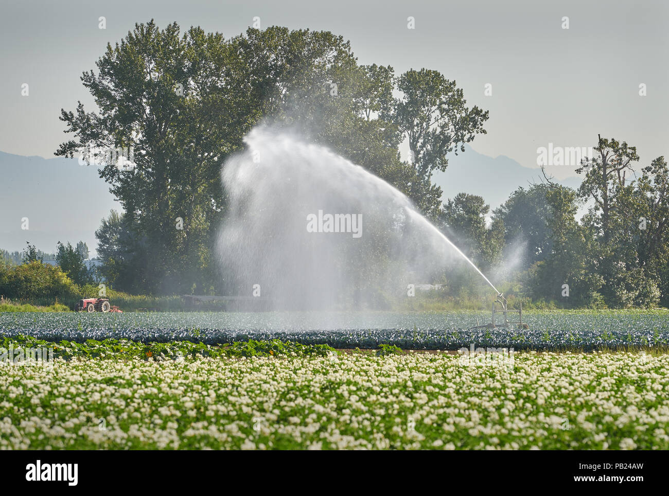 Agricoltura sprinkler irrigazione. Un irroratore irriga un campo vegetale. Foto Stock