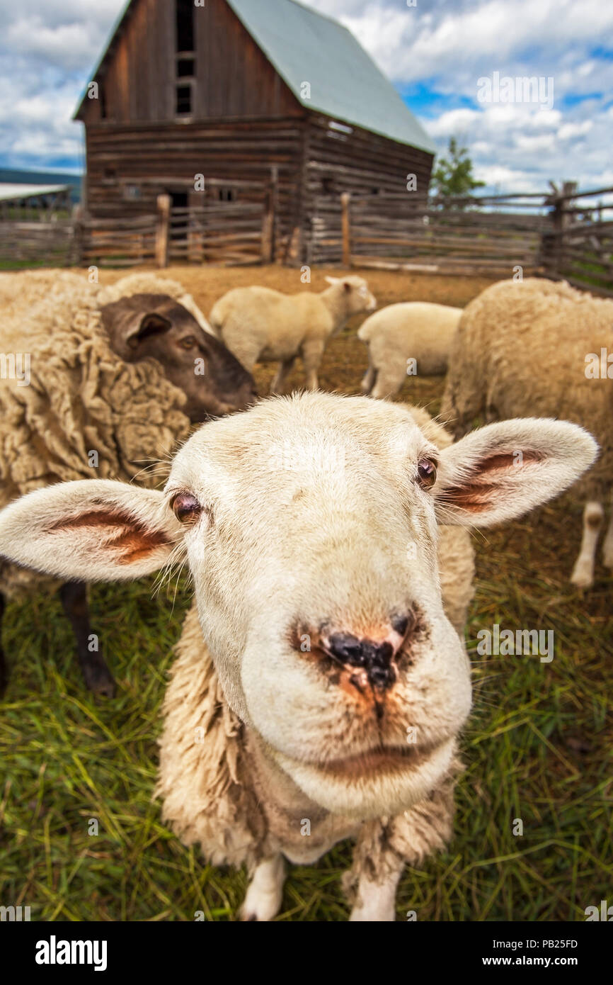 Gregge di pecore a Williams Lake della Columbia britannica in Canada Foto Stock