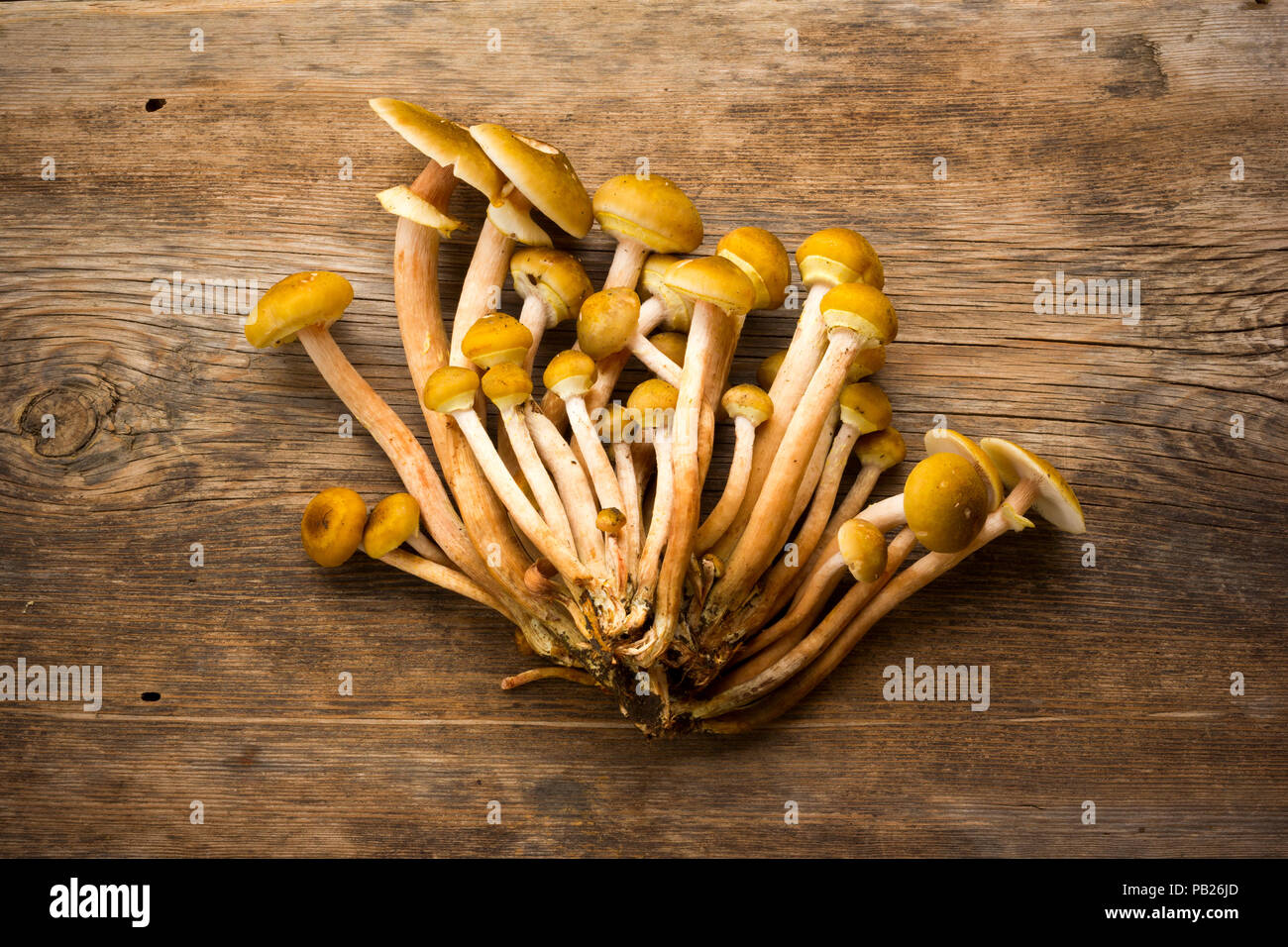 Materie giallo foresta commestibili funghi funghi su una vecchia tavola di legno con crepe. Closeup, vista da sopra Foto Stock