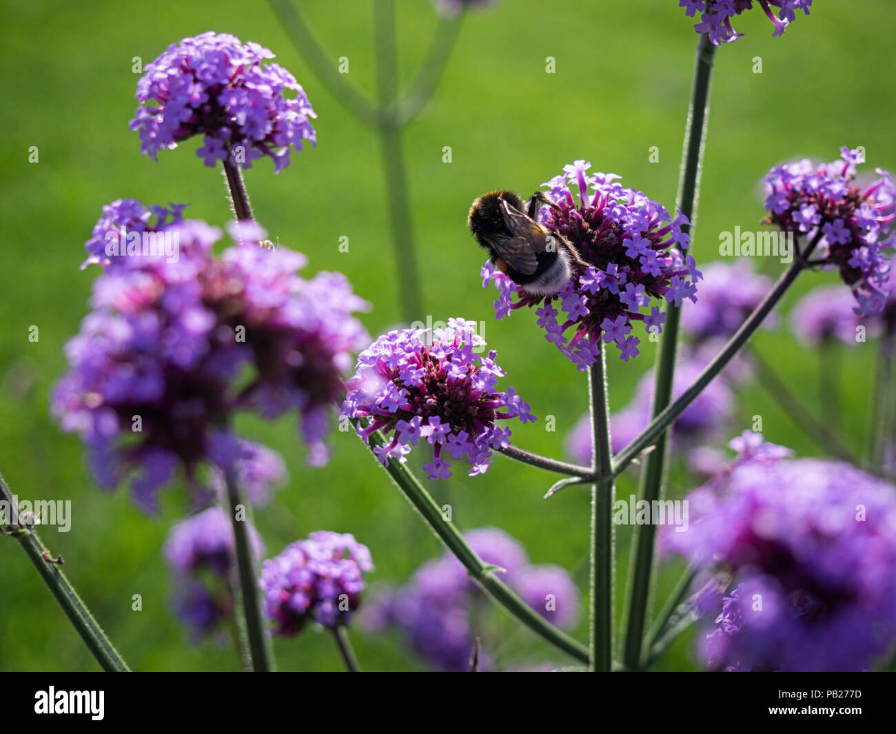 Buff-tailed bumblebee (Bombus terrestris) su la verbena bonariensis fiore Foto Stock