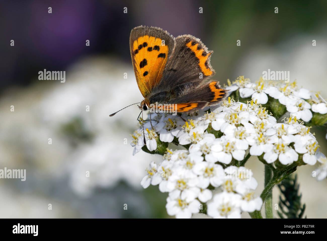 Piccola farfalla di rame su Yarrow Foto Stock