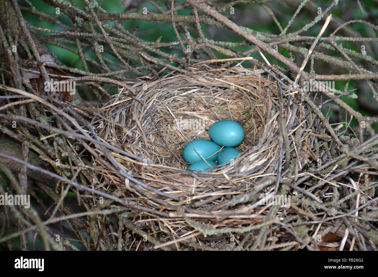 Robins Nest Foto Stock