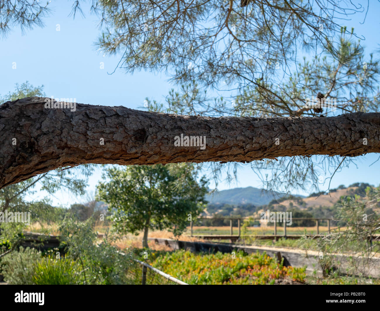 Ramo di legno di albero in una giornata di sole nel paese del vino in California Foto Stock