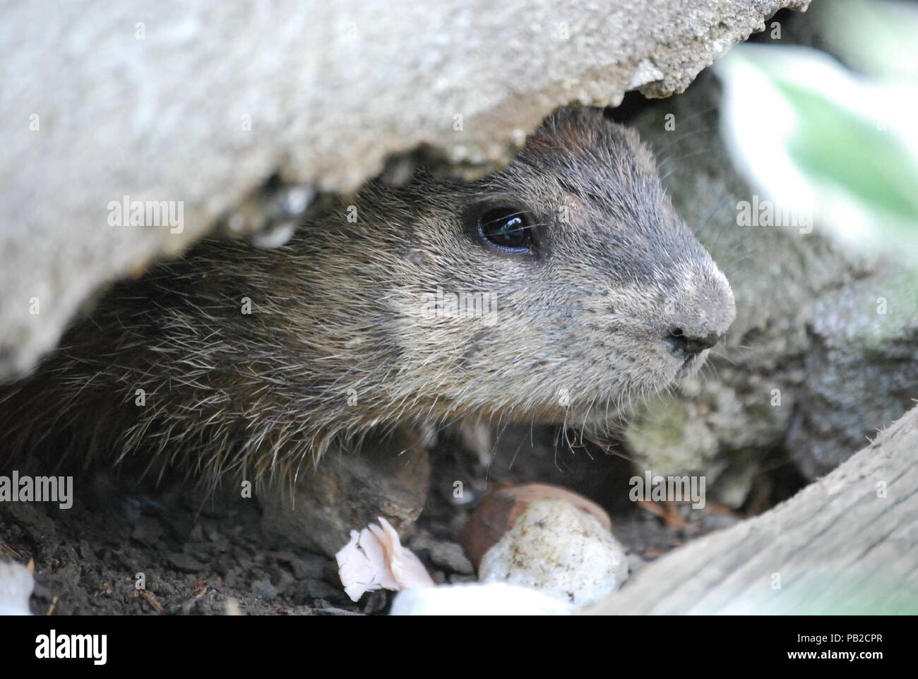 Un simpatico grigio marmotta fino vicino nascosti sotto una roccia Quebec, Canada Foto Stock