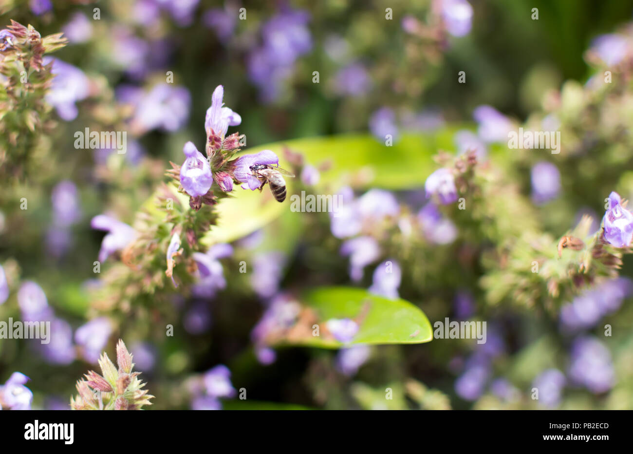 Bee seduta sul viola Salvia fiore. La Salvia officinalis ha numerosi nomi comuni, il più noto è la salvia, salvia comune, giardino salvia e così via. Foto Stock