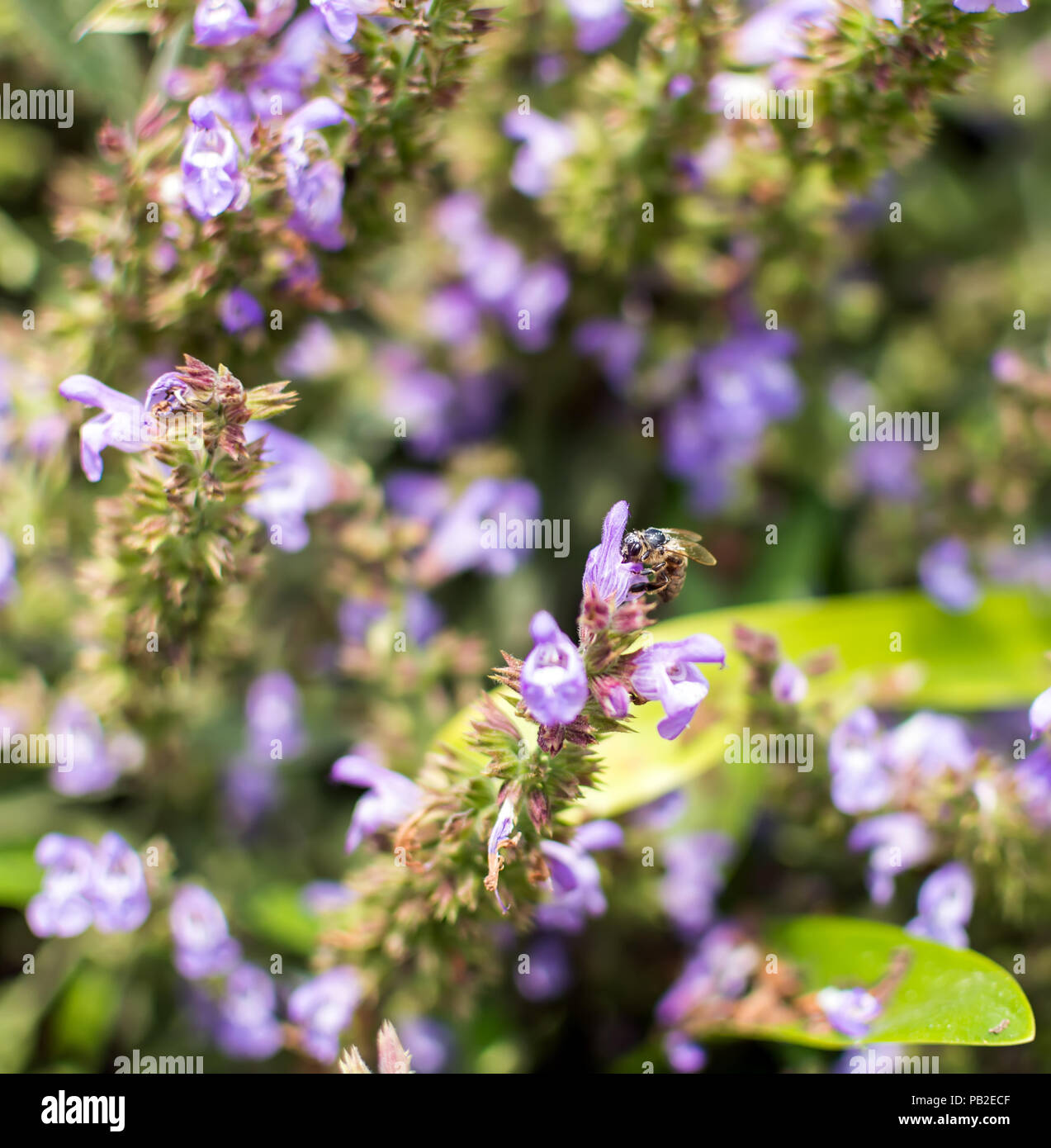 Bee seduta sul viola Salvia fiore. La Salvia officinalis ha numerosi nomi comuni, il più noto è la salvia, salvia comune, giardino salvia e così via. Foto Stock