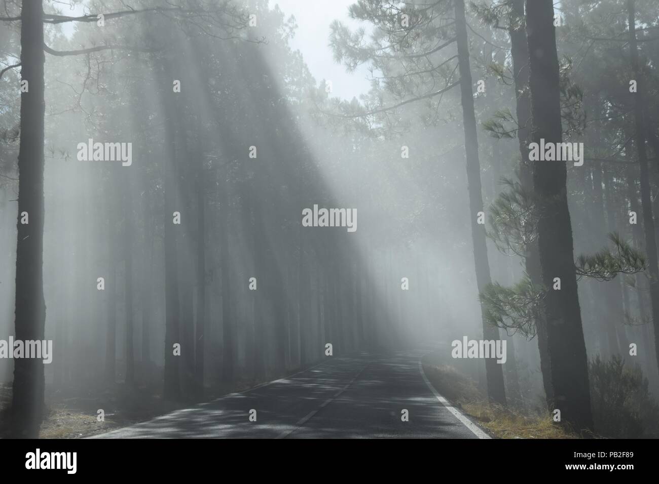 I fasci di luce su misty strada forestale Foto Stock