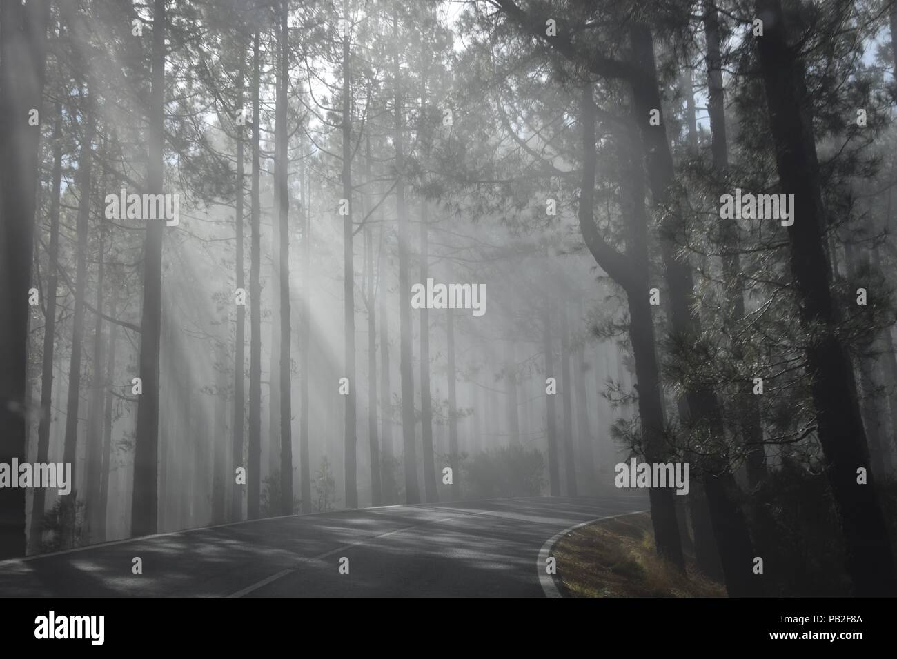 I fasci di luce su misty strada forestale Foto Stock