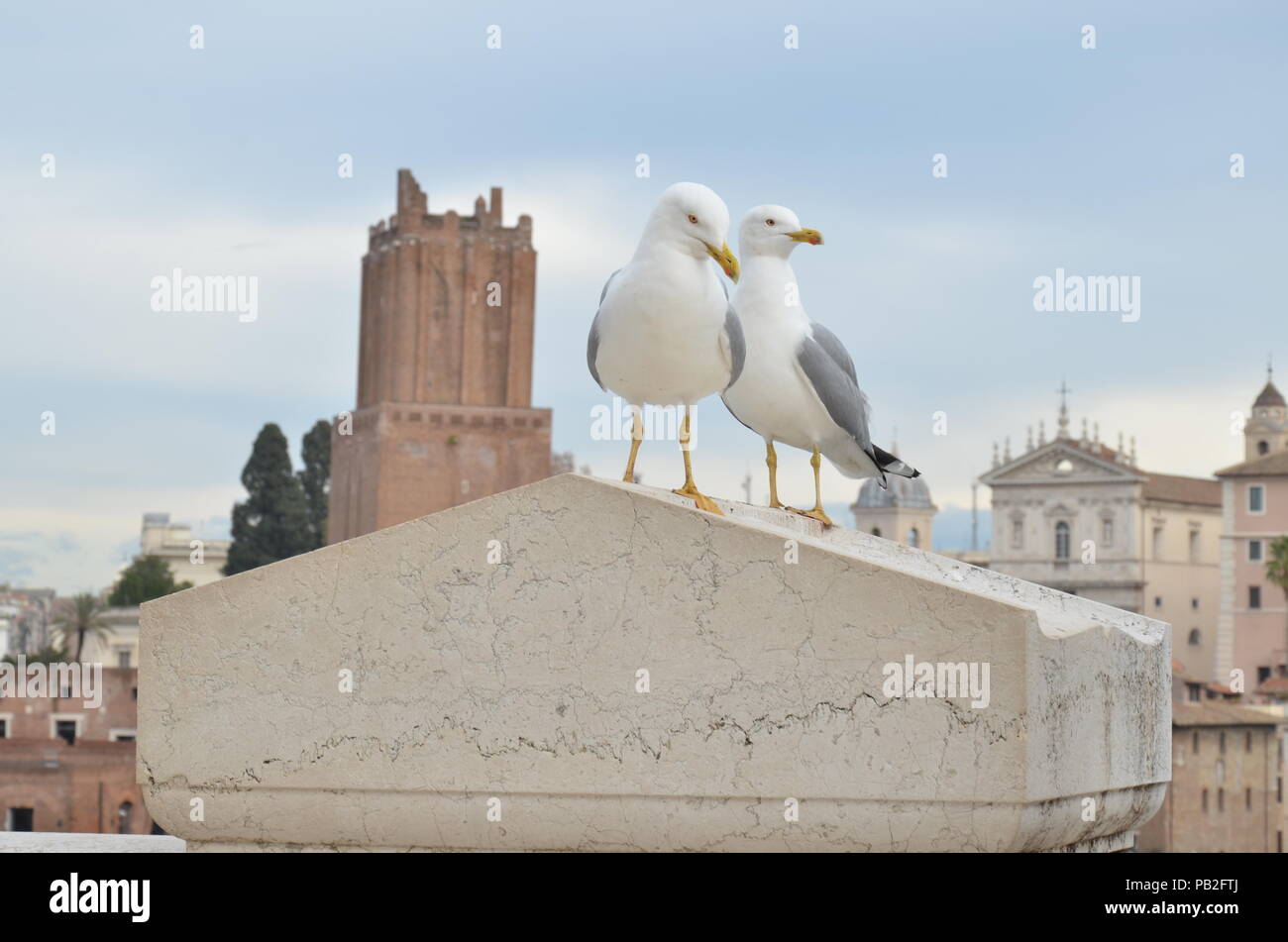 Due i gabbiani sul tetto di una antica chiesa di Roma, Italia Foto Stock