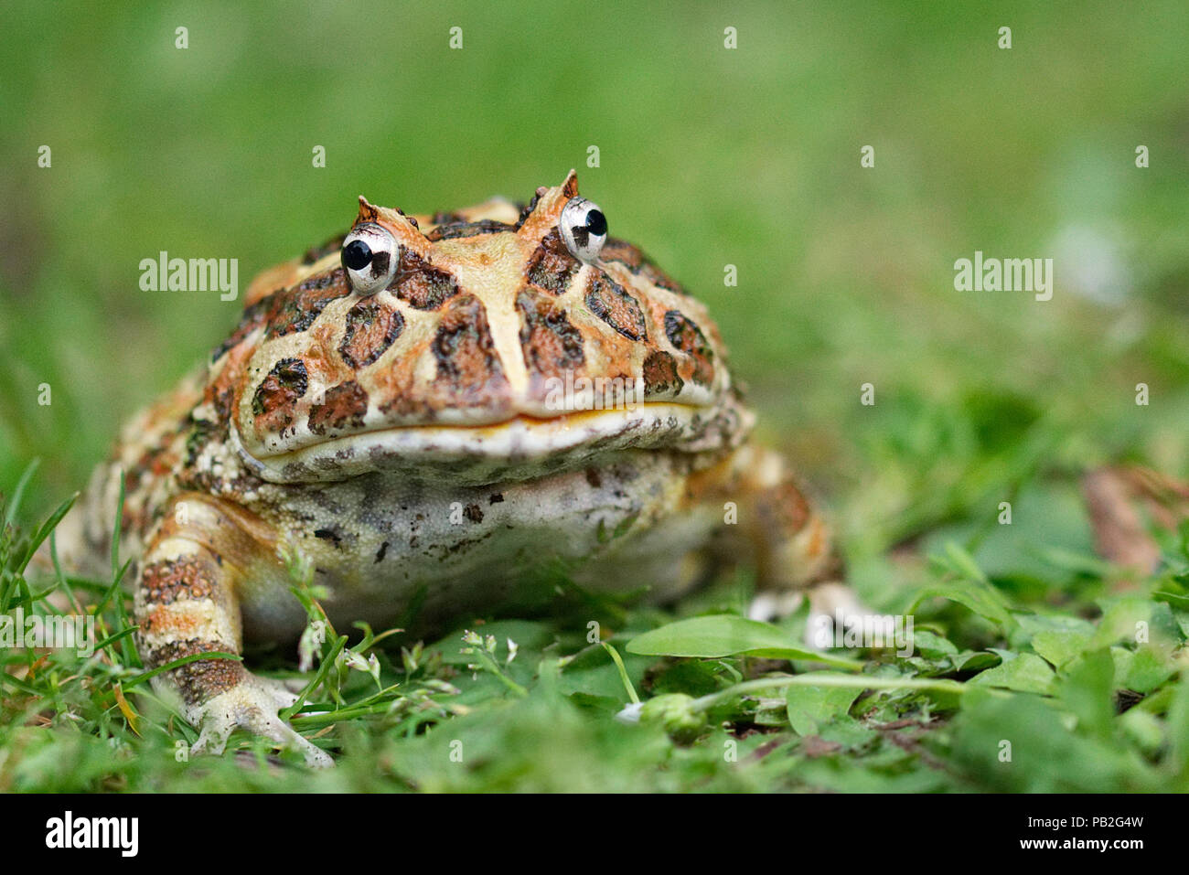 Argentina rana cornuta con profondità di campo ridotta, con imboccatura ampia rana, ornato rana, bocca larga, sat Nel verde fogliame. Ceratophrys, ceratophryidae. Foto Stock