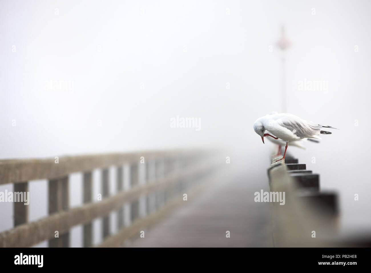 Seagull in una nebbiosa mattina Foto Stock Seagull in una nebbiosa mattina Foto Stock