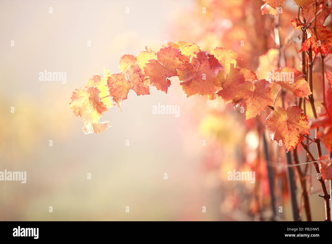 Grapevine in autunno Foto Stock Grapevine in autunno Foto Stock