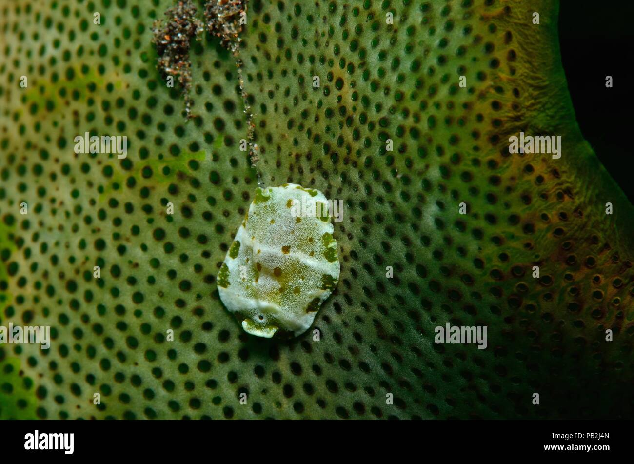 Flatworm marini, Cycloporus sp., Gesprenkelter Plattwurm, Tulamben, Bali, Indonesia, Indonesien Foto Stock