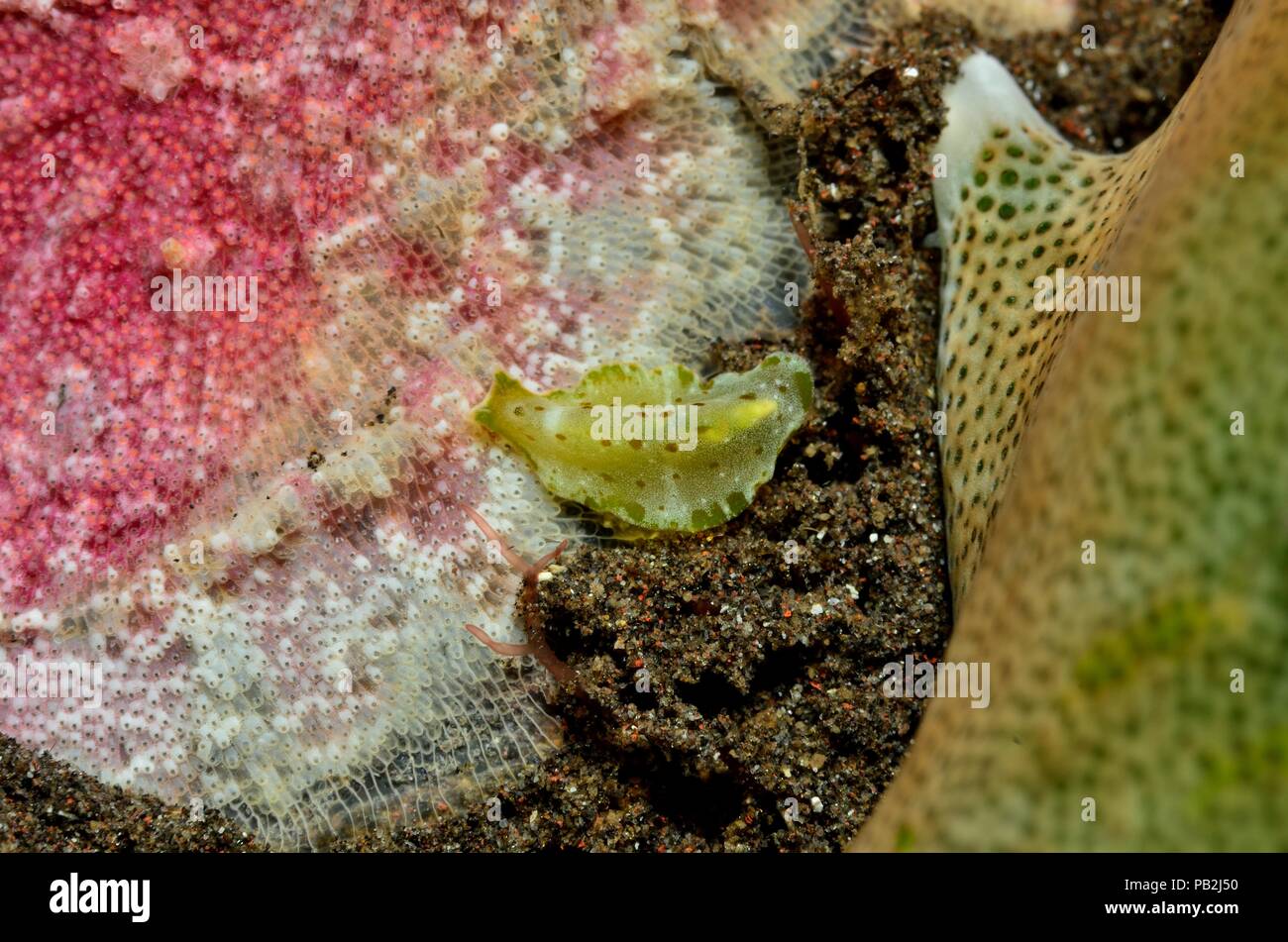 Flatworm marini, Cycloporus sp., Gesprenkelter Plattwurm, Tulamben, Bali, Indonesia, Indonesien Foto Stock