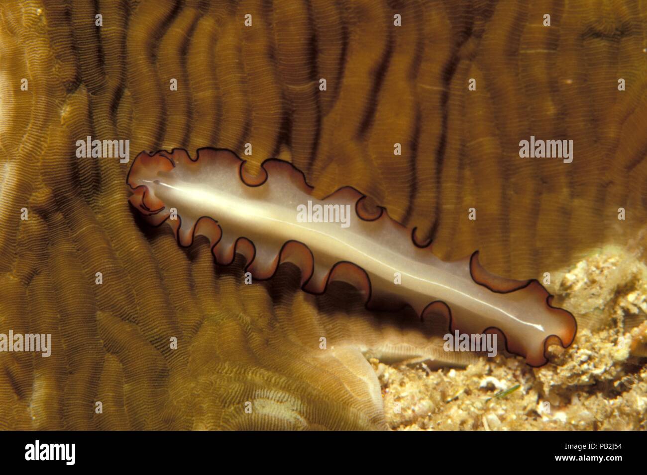 Flatworm marini, Opakweißer Plattwurm, Maiazoon orsaki, Maldive, Malediven Foto Stock