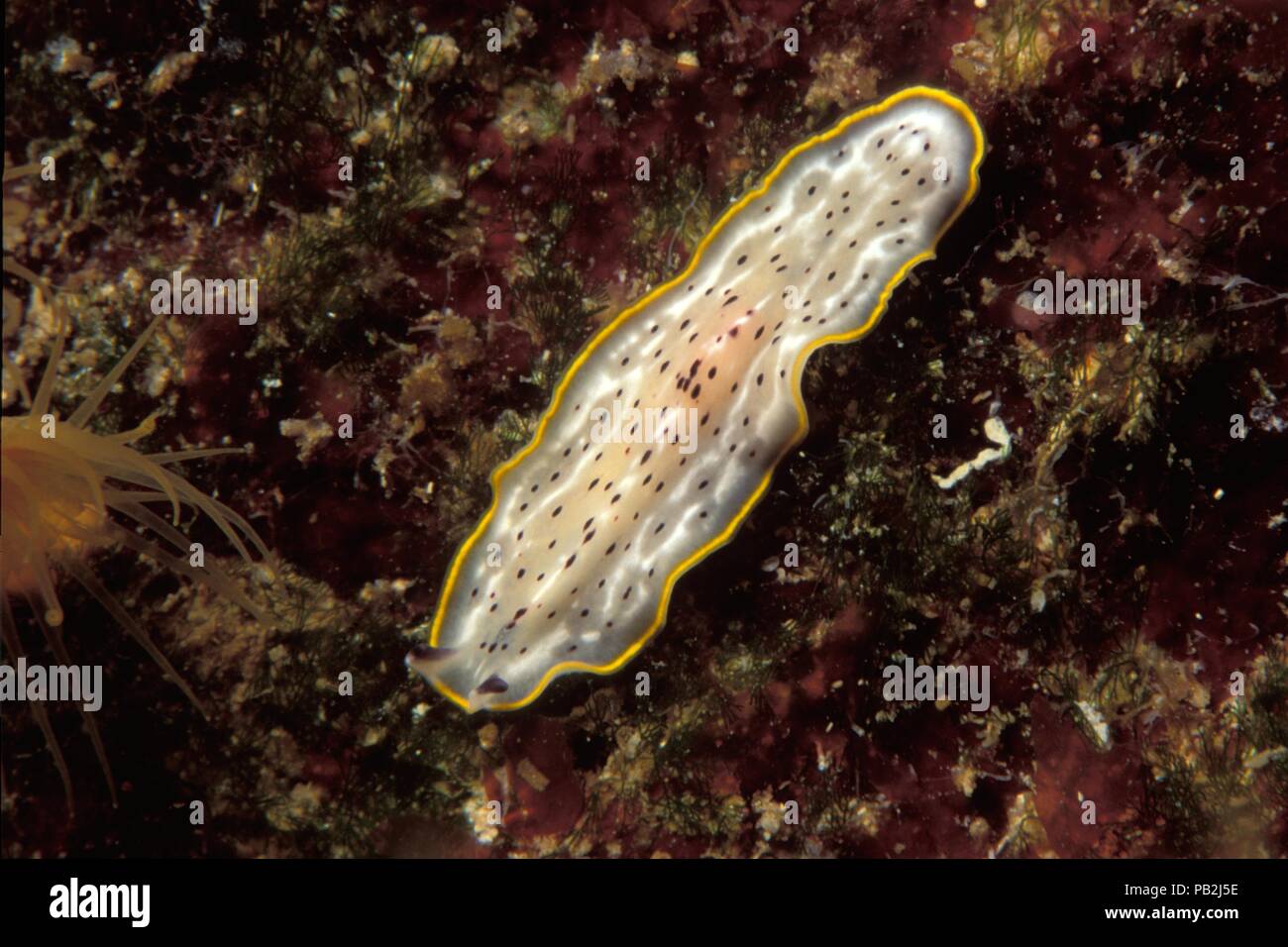 Moseley's flatworm, Gefleckter Plattwurm, Prostheceraeus moseley, Ibiza, Mediterraneo Mittelmeer Foto Stock