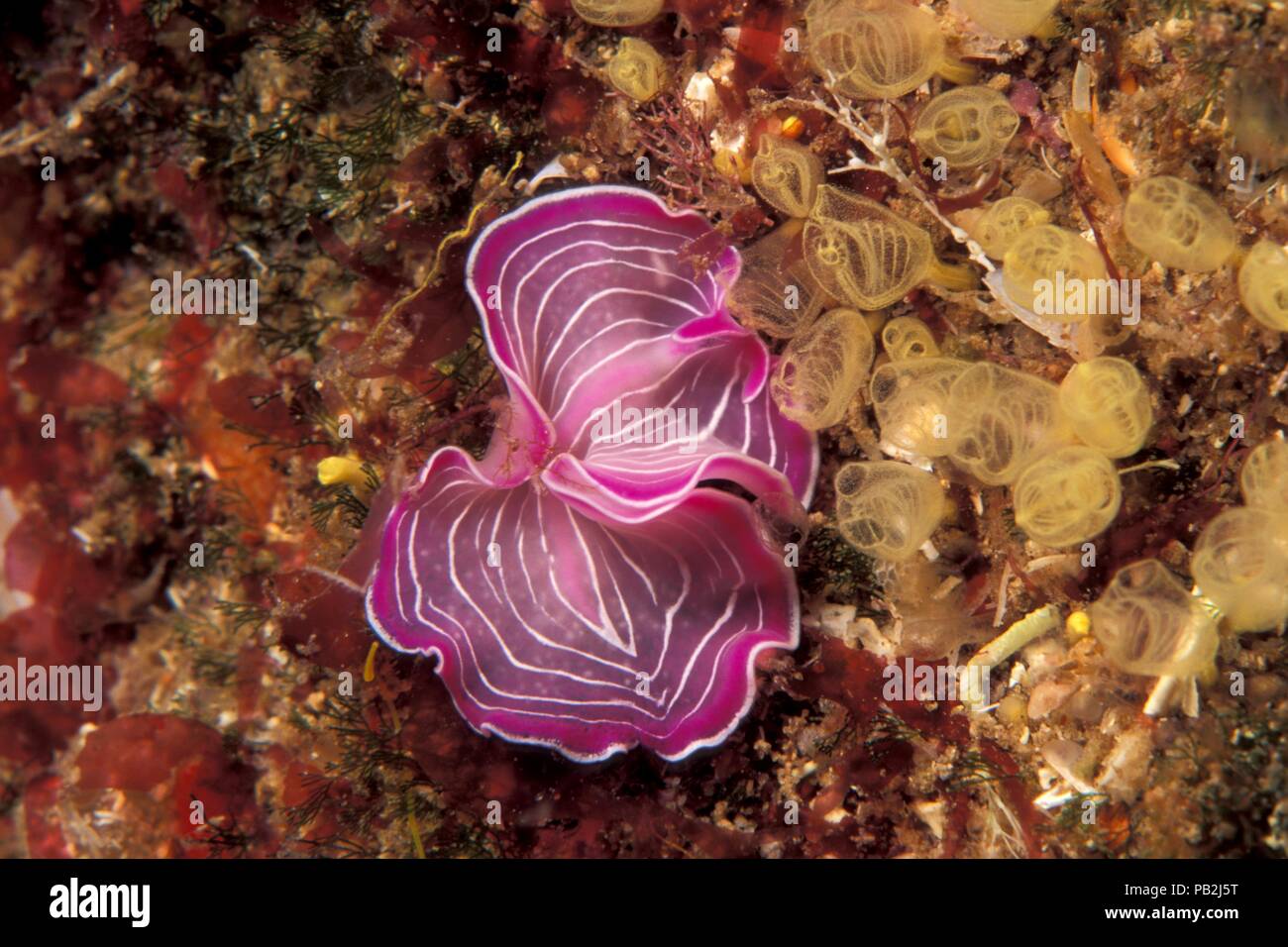 Rosa, flatworm Rosaweiß-gestreifter Plattwurm, Prostheceraeus roseus, Ibiza, Mediterraneo Mittelmeer Foto Stock