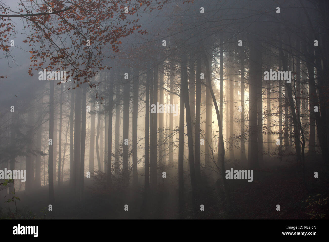 Foresta scura in una nebbiosa mattina Foto Stock