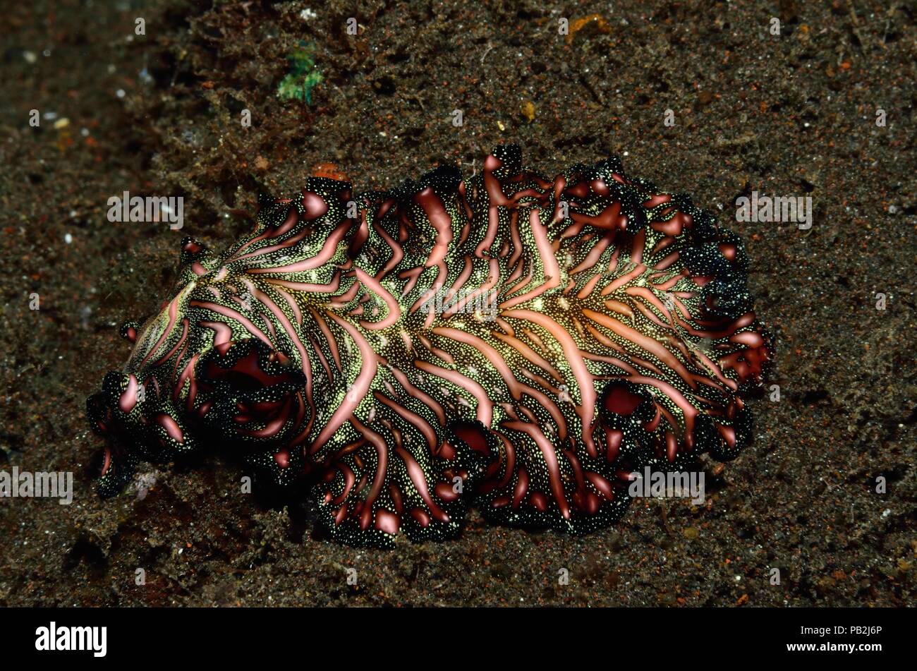 Tappeto persiano flatworm, Bedfords Plattwurm, Pseudobiceros bedfordi, Tulamben, Bali Foto Stock