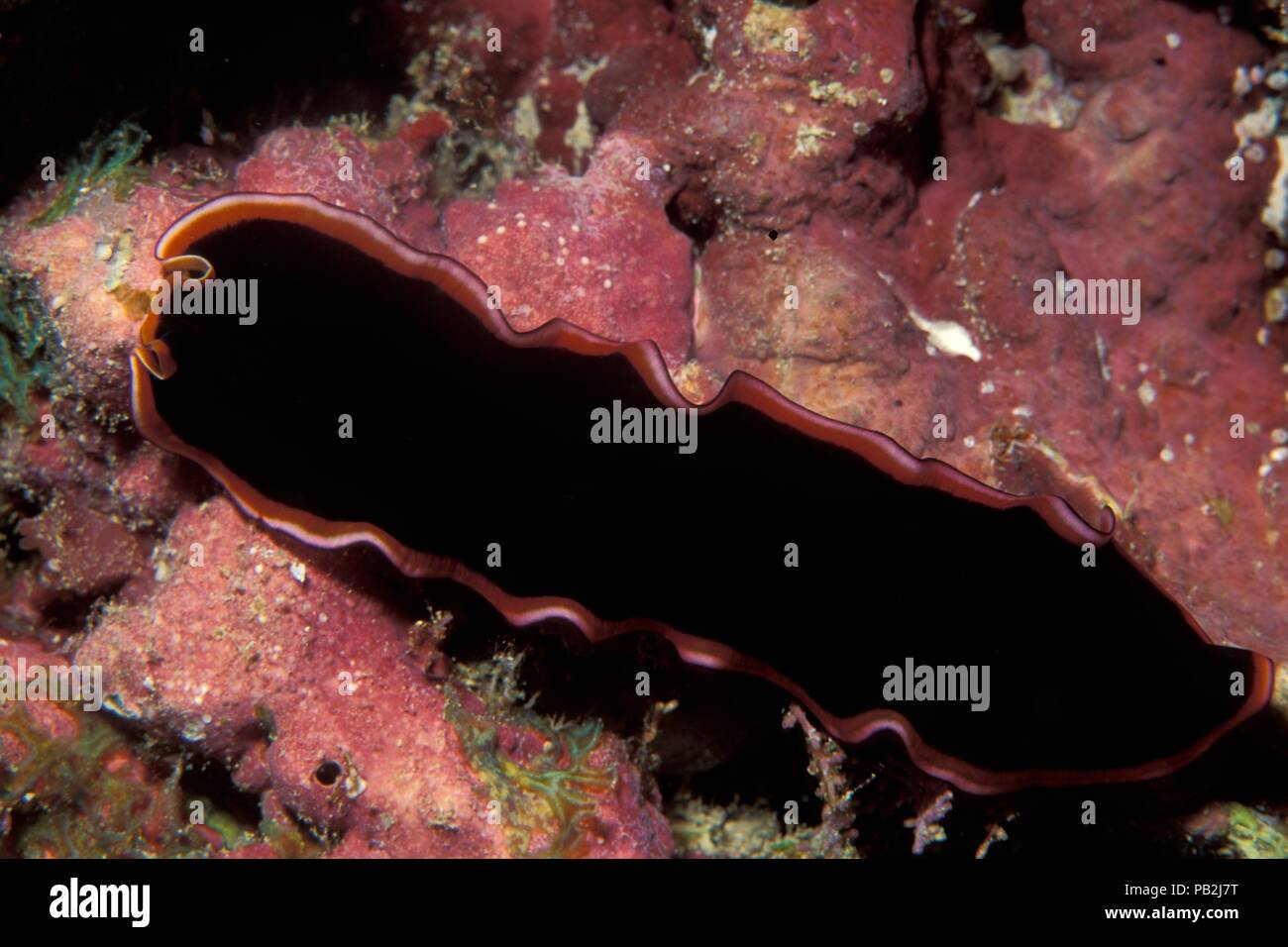 Flatworm glorioso, Gloriosus-Plattwurm, Pseudobiceros gloriosus, Maldive, Malediven Foto Stock