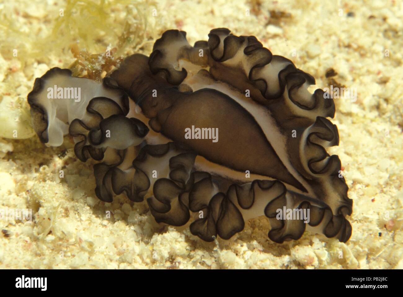 Flatworm marini, Welliger Plattwurm, Pseudobiceros grato, Maldive, Malediven Foto Stock