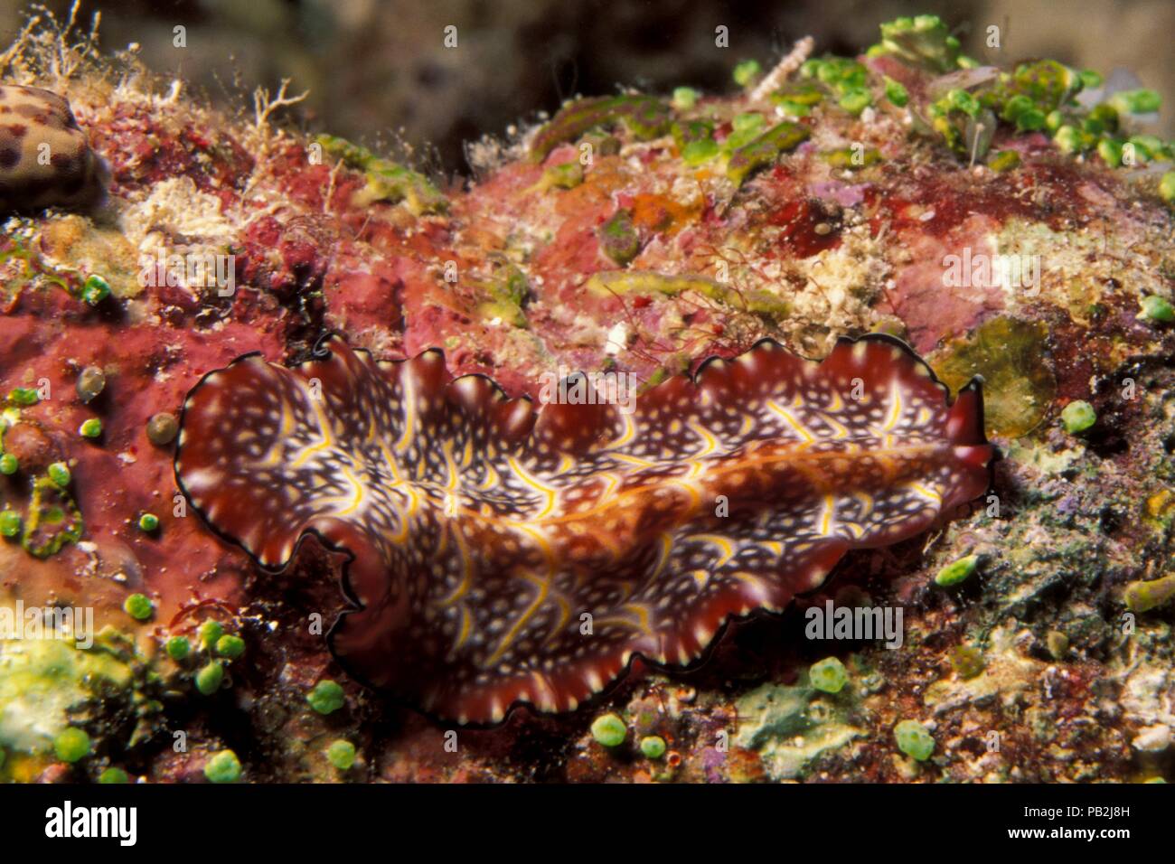 Marino, flatwurm Plattwurm, Pseudobiceros sp. (Bedfordi), Maldive, Malediven Foto Stock