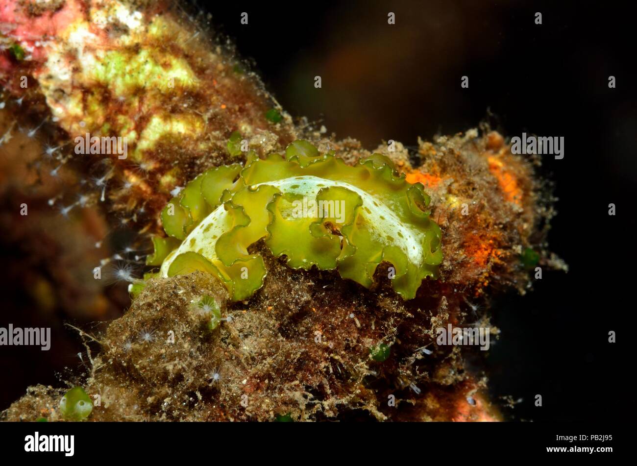 Flatworm verde, Grüner Plattwurm, Pseudobiceros sp, Tulamben, Bali Foto Stock