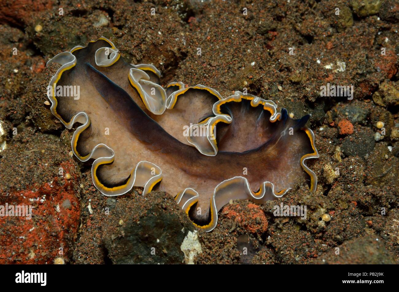 Flatworm marini, Plattwurm, Pseudobiceros uniarborensis, Tulamben, Bali Foto Stock