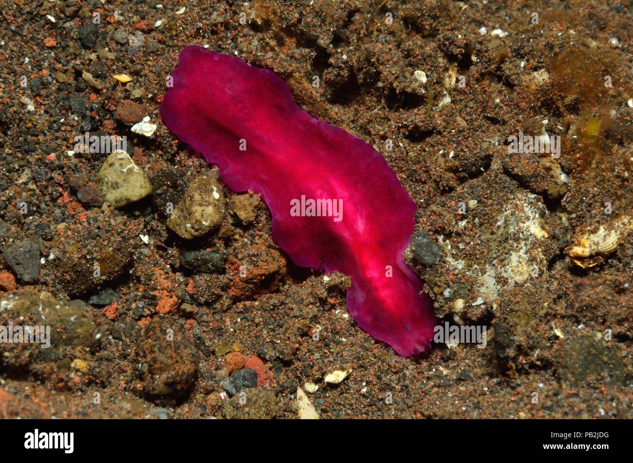 Purpur-Plattwurm, viola flatworm, Pseudoceros sp. Foto Stock