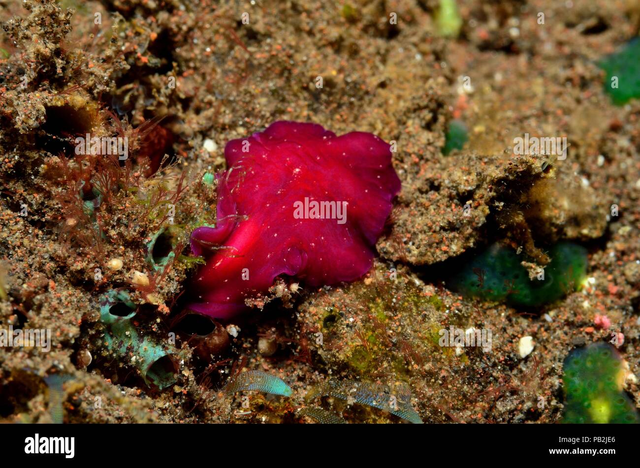 Purpur-Plattwurm, viola flatworm, Pseudoceros sp. Foto Stock