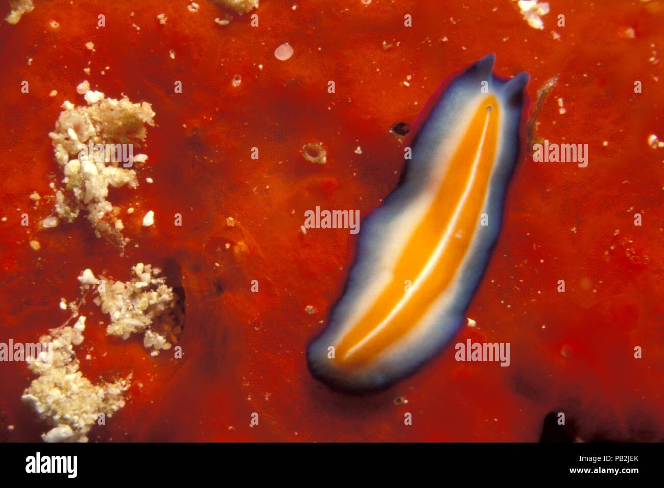 Flatworm marini, Purpur-Plattwurm, Pseudoceros suzzanae, Pseudoceros susanae,Tulamben, Bali Foto Stock