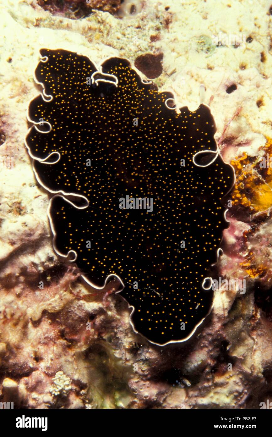 Flatworm Yellowspot, Goldwarzen-Plattwurm, Thysanozoon flavomaculatum, Maldive, Malediven Foto Stock