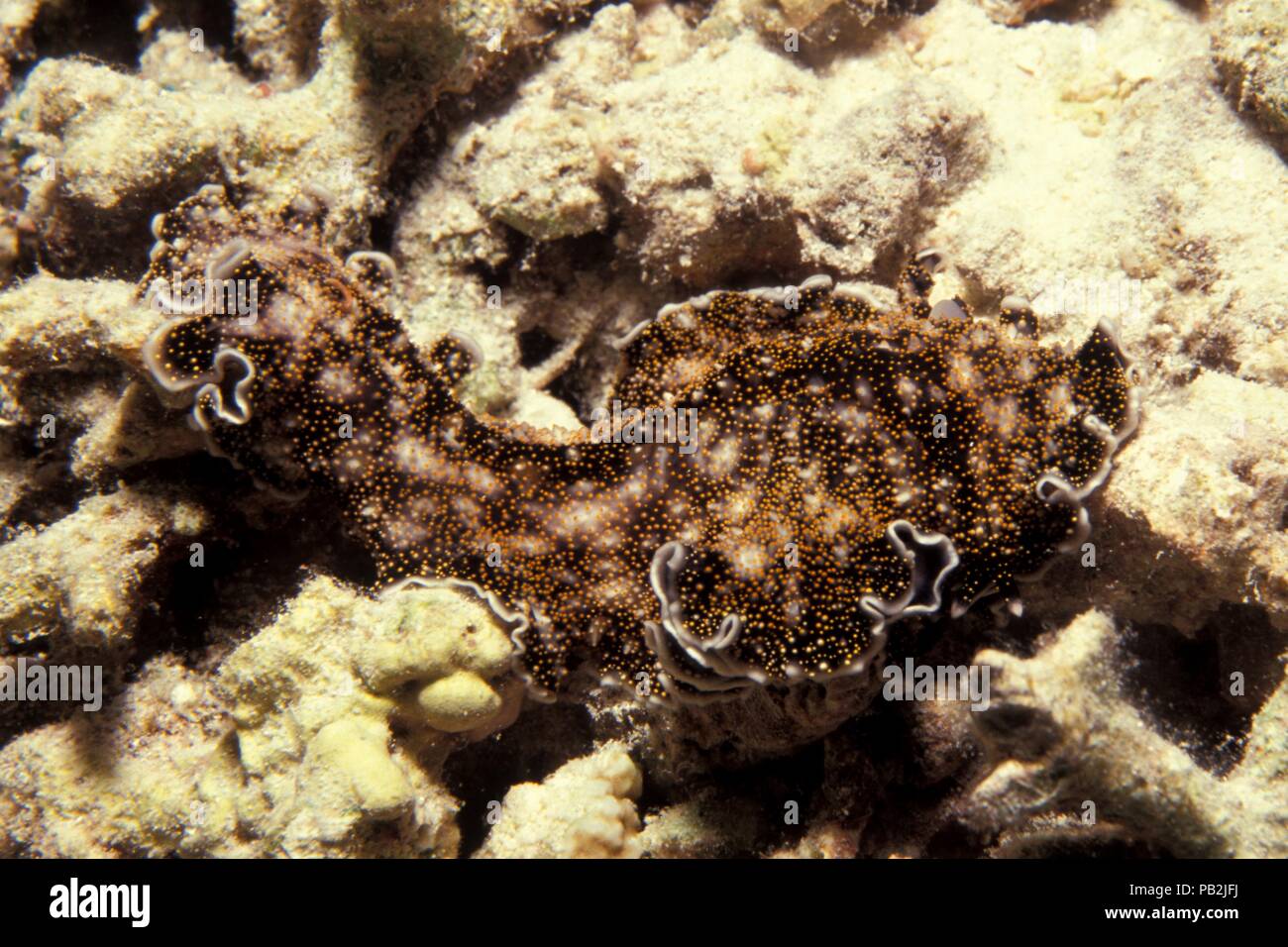 Flatworm Yellowspot, Goldwarzen-Plattwurm, Thysanozoon flavomaculatum, Maldive, Malediven Foto Stock