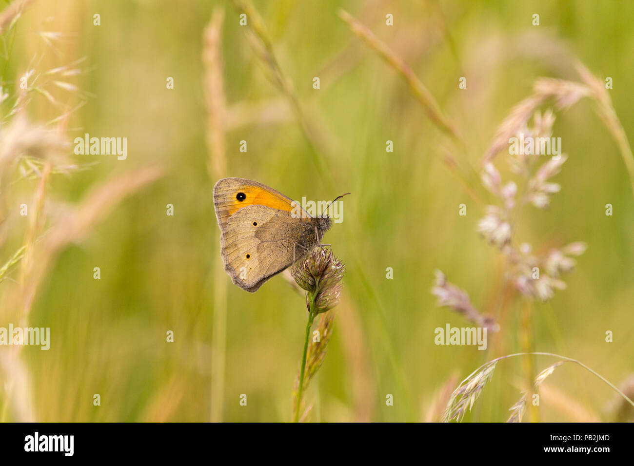 Prato marrone (Maniola jurtina) farfalla nella prateria su South Downs way UK. Messa a fuoco morbida dello sfondo spazio per copiare il testo in formato orizzontale. Ante chiuse. Foto Stock