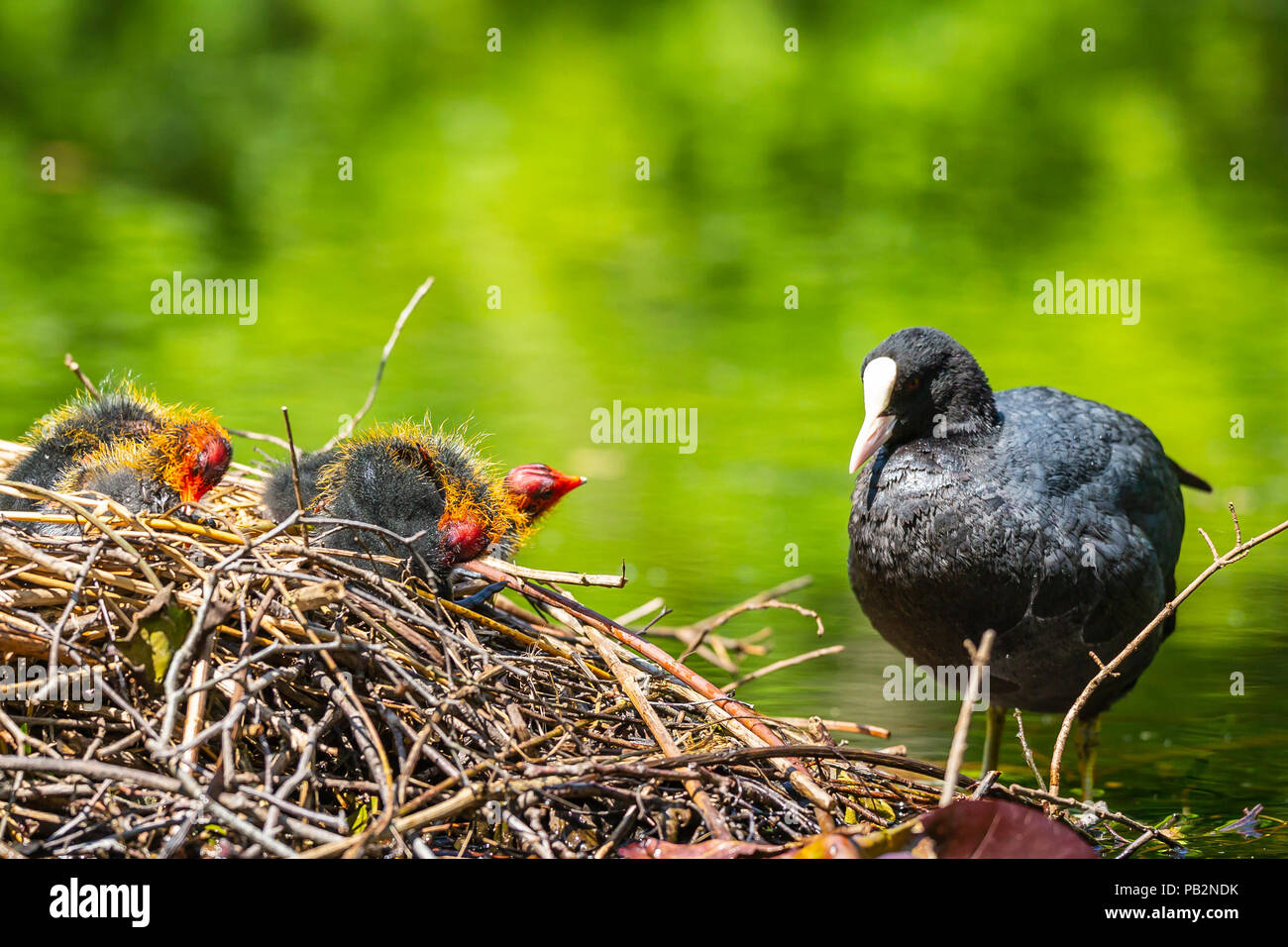 Primo piano di un nido con Eurasian coot, fulica atra, pulcini in un colorato e giornata di sole durante la molla essendo alimentato da un genitore. Basso punto di vista Foto Stock
