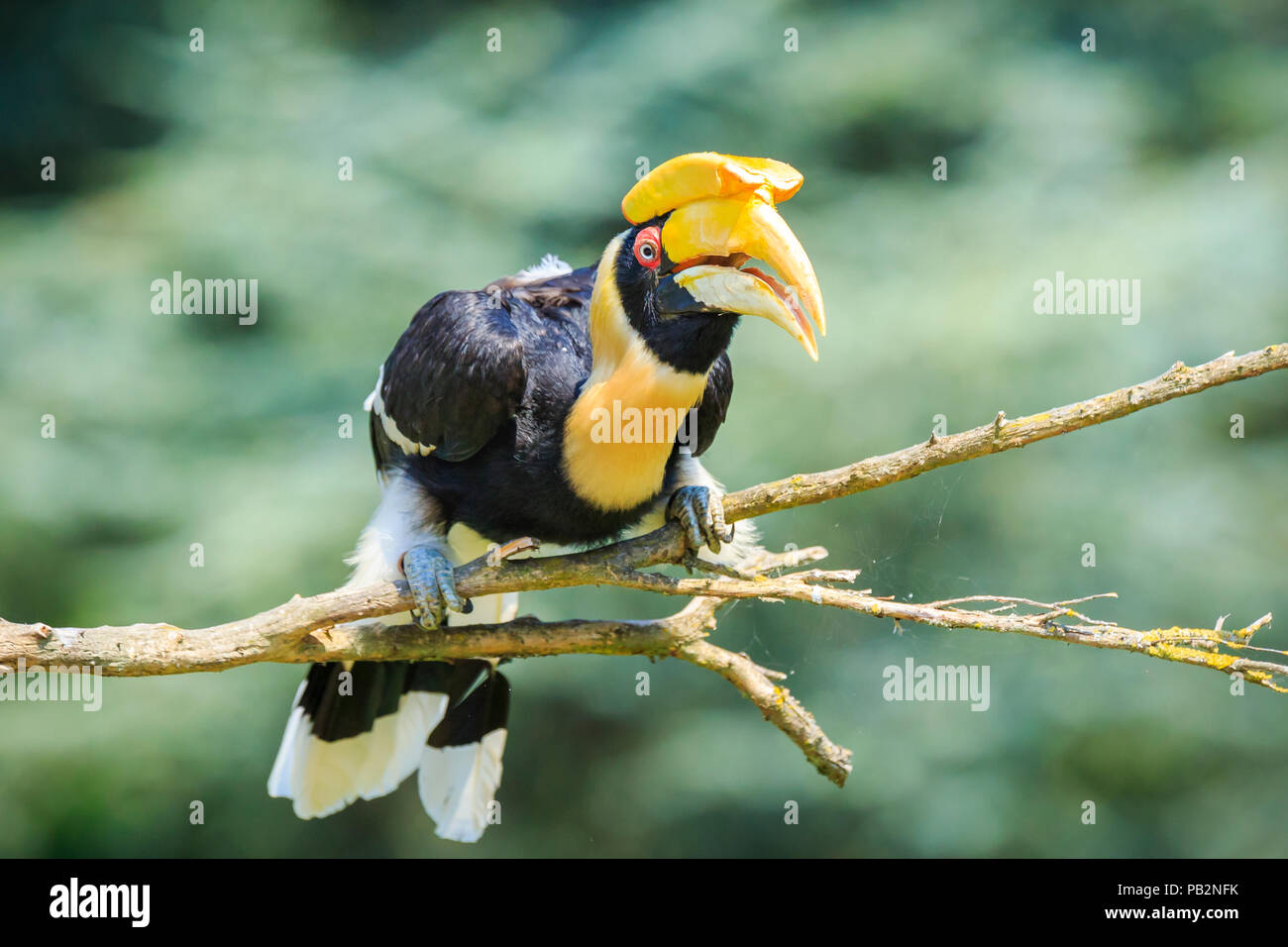 Closeup ritratto di una grande hornbil, Great Indian hornbill o grande pied hornbill, Buceros simum, uccello in una verde foresta di habitat. Foto Stock