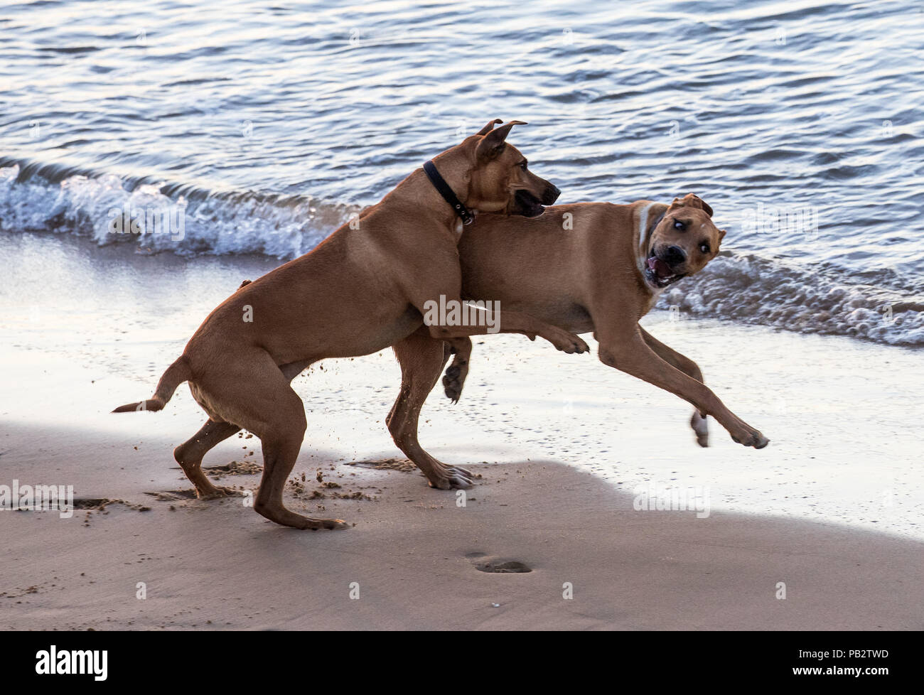 Suonare da cani Foto Stock