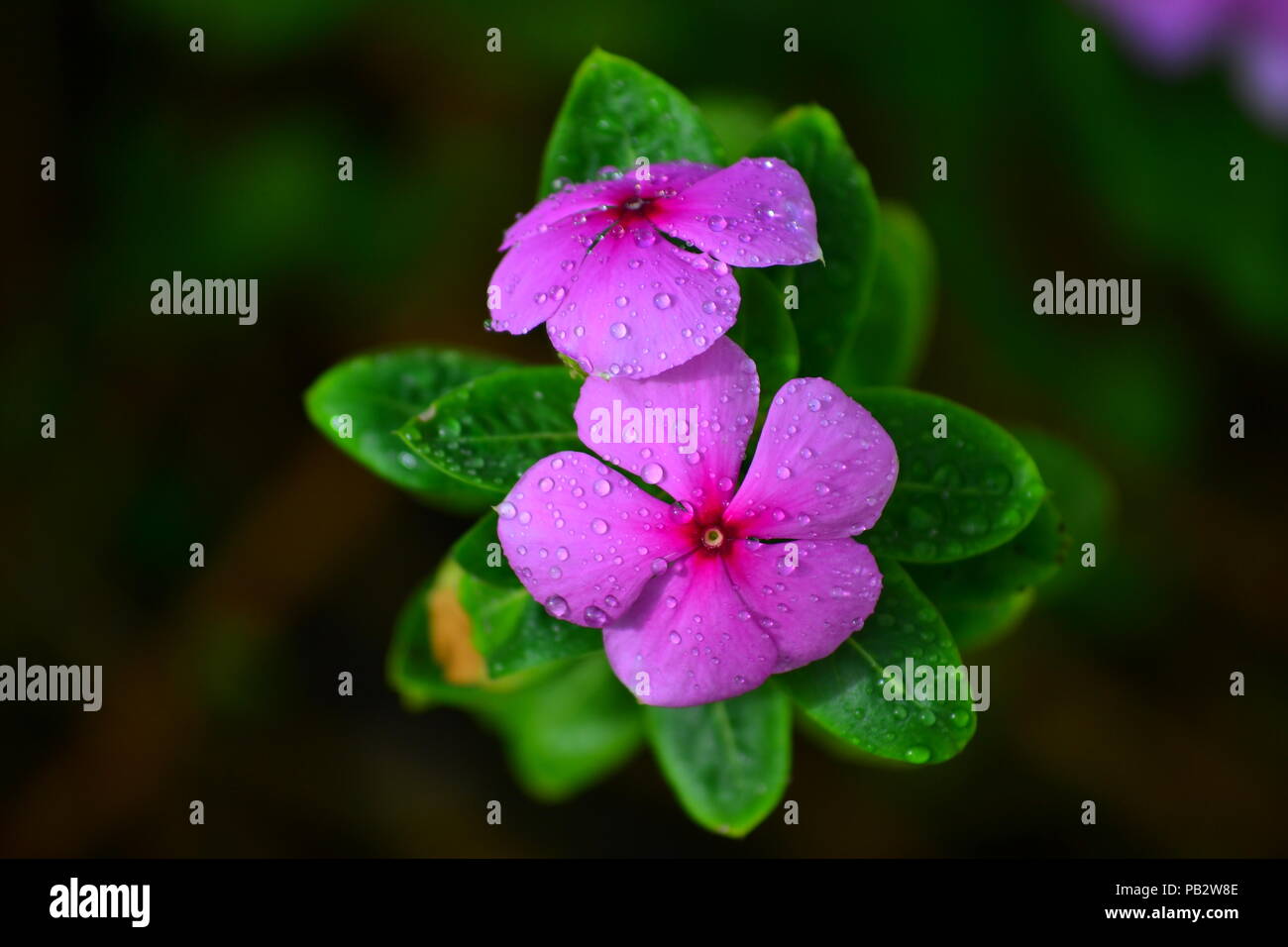 Fiore viola con gocce d'acqua Foto Stock